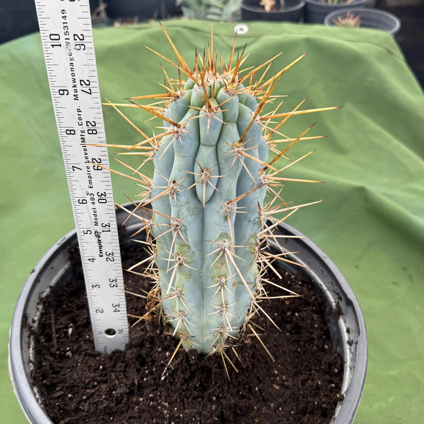 Blue Cereus (LL14) | Browningia hertlingiana