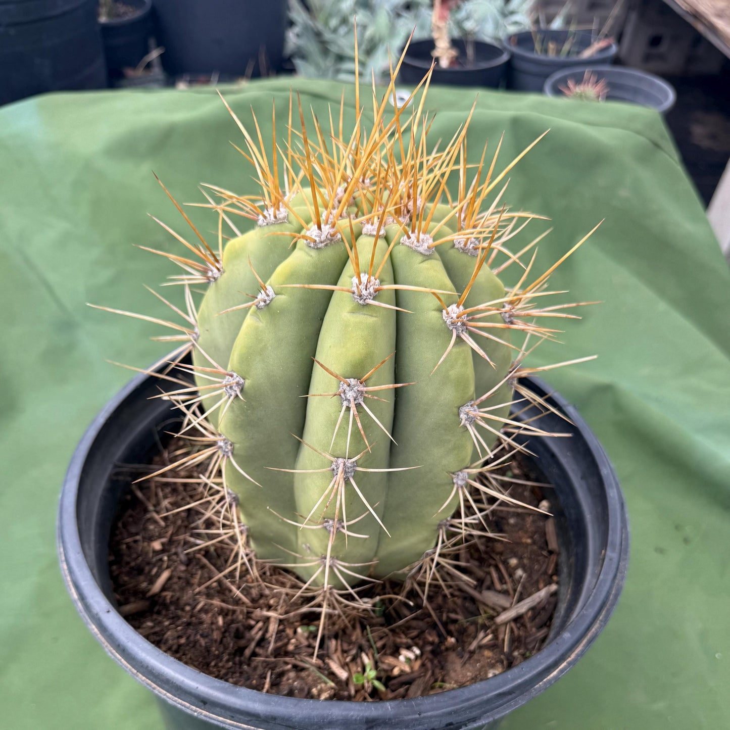 Echinopsis terscheckii (LL15)