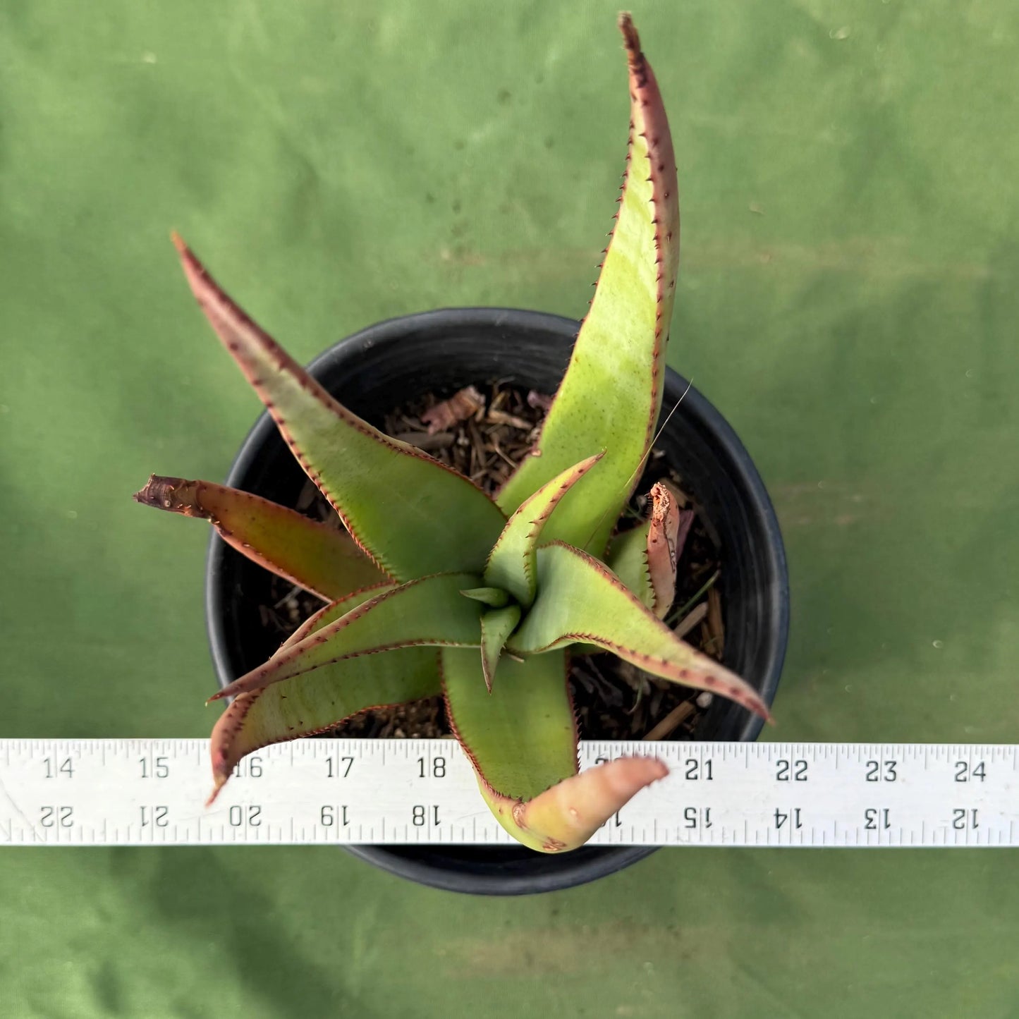Wickens' Aloe (LL31) | Aloe wickensii
