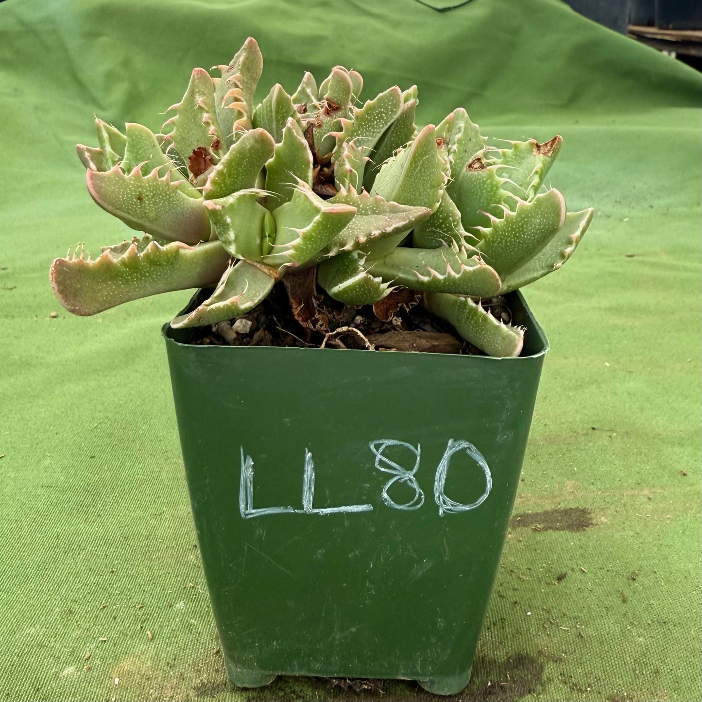 Tiger Jaws (LL80) | Faucaria tigrina