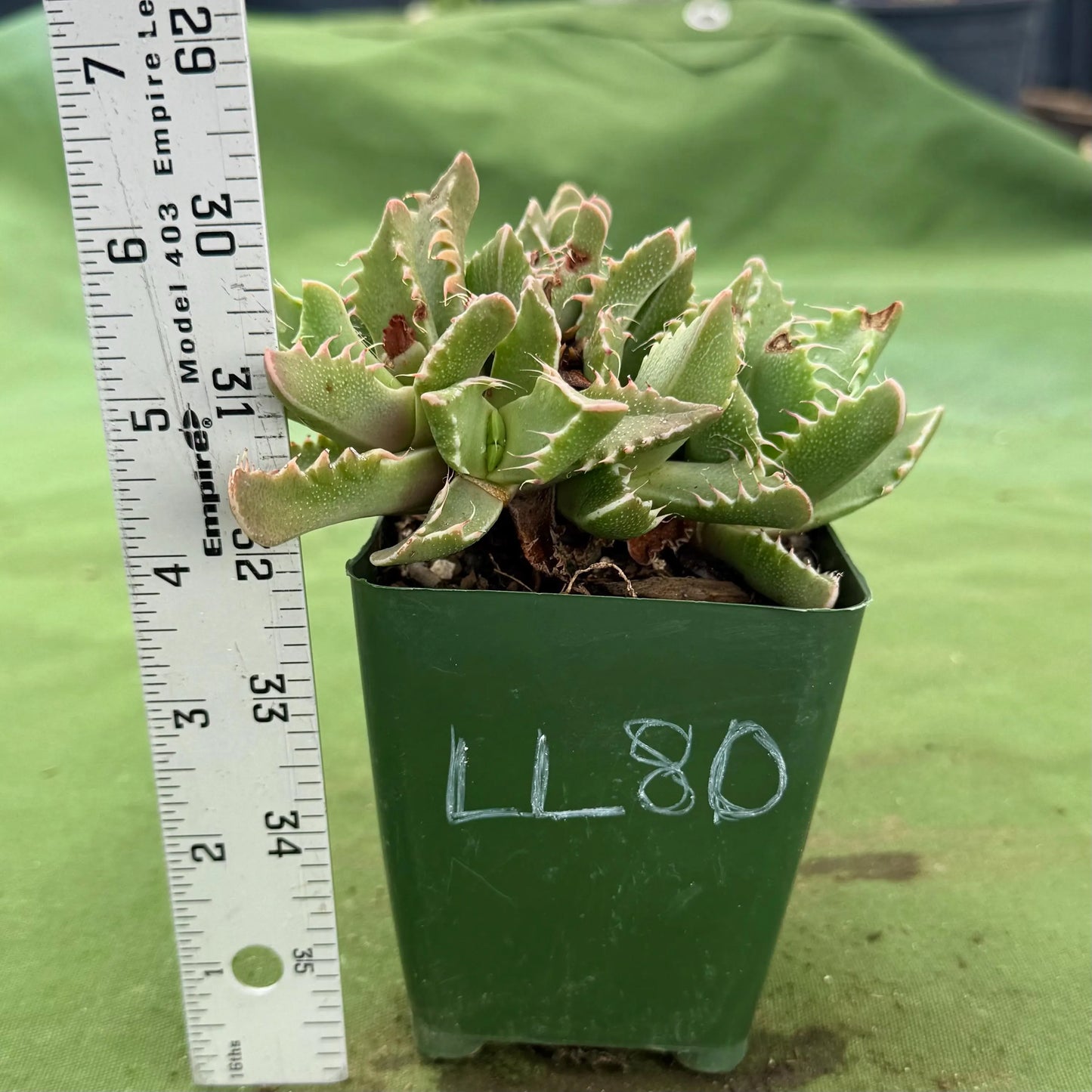 Tiger Jaws (LL80) | Faucaria tigrina