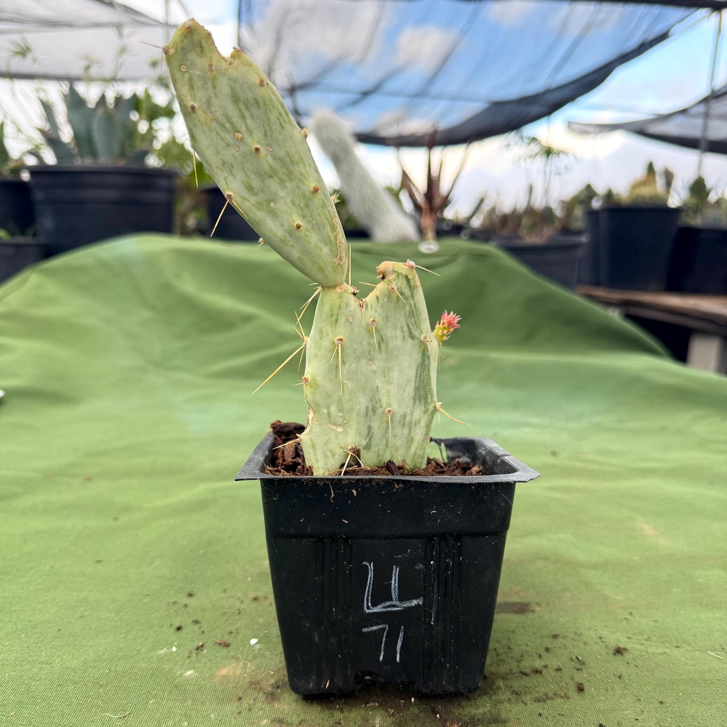 Variegated Prickly Pear (LL71) | Opuntia White Variegated Form