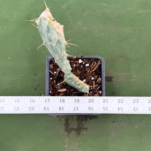 Variegated Prickly Pear (LL72) | Opuntia White Variegated Form
