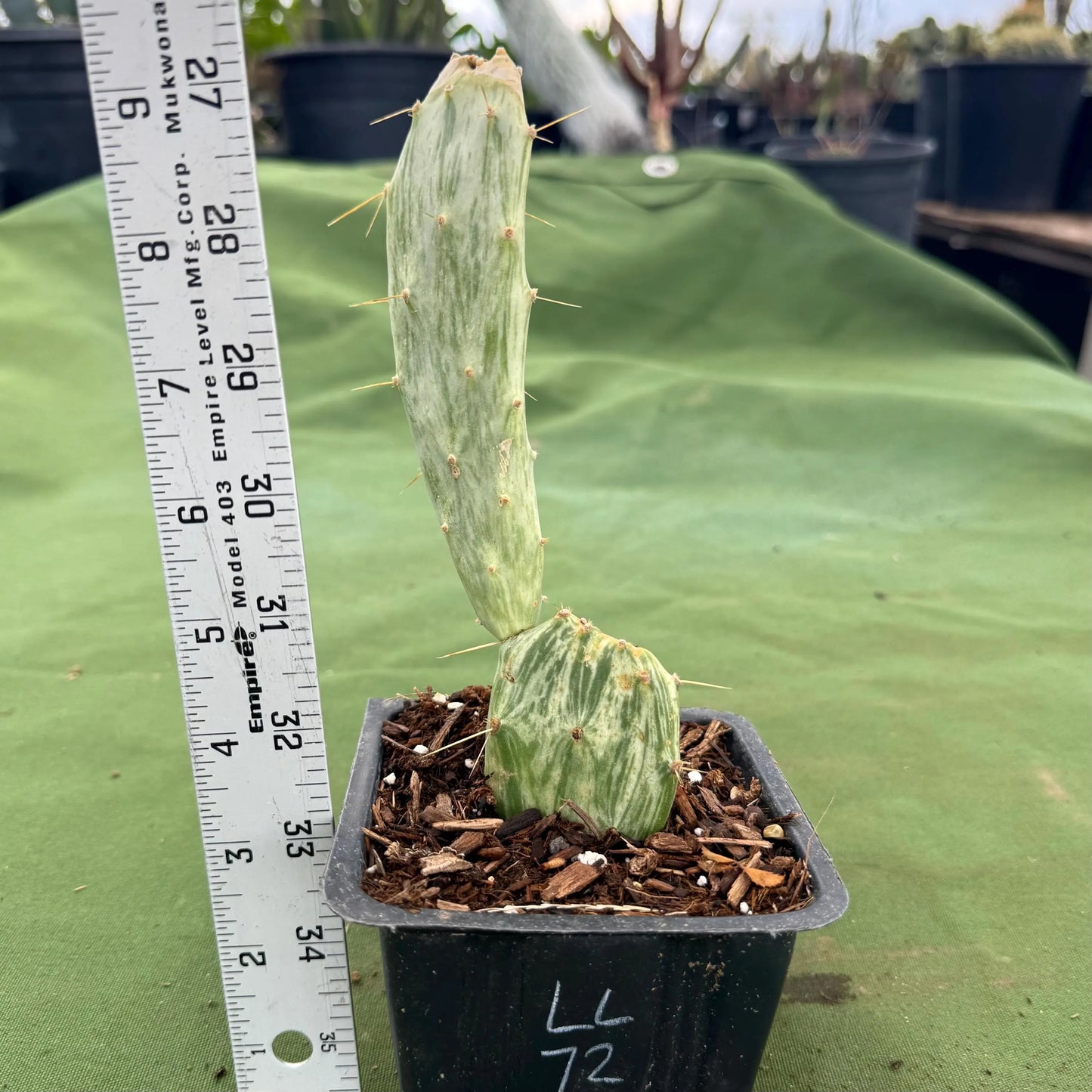 Variegated Prickly Pear (LL72) | Opuntia White Variegated Form
