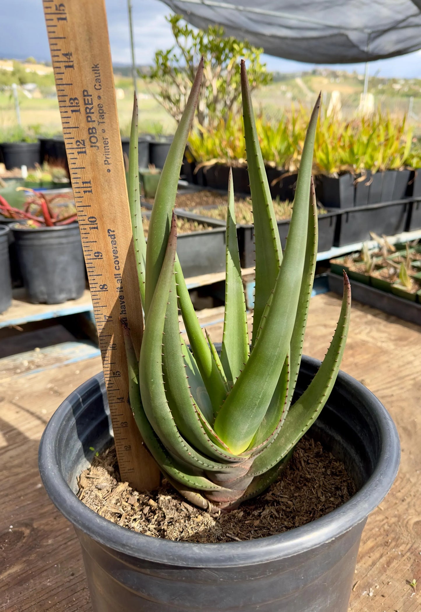 Aloe Wickensii EL2
