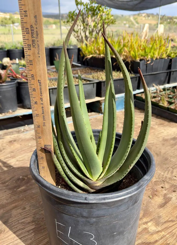 Aloe Wickensii EL3