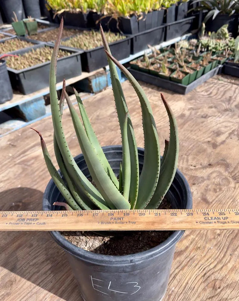 Aloe Wickensii EL3