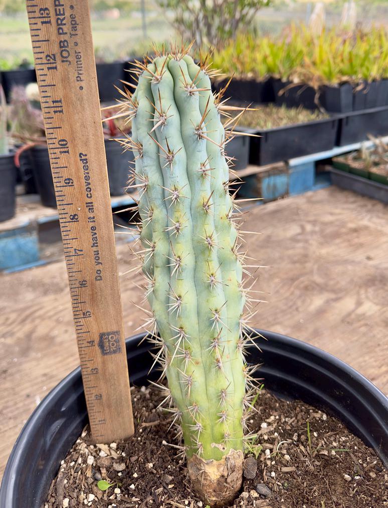 Browningia hertlingiana EL7 - Blue Cereus