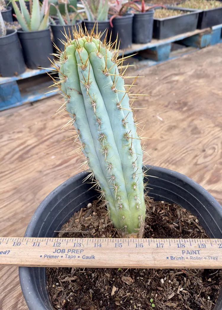 Browningia hertlingiana EL8 - Blue Cereus