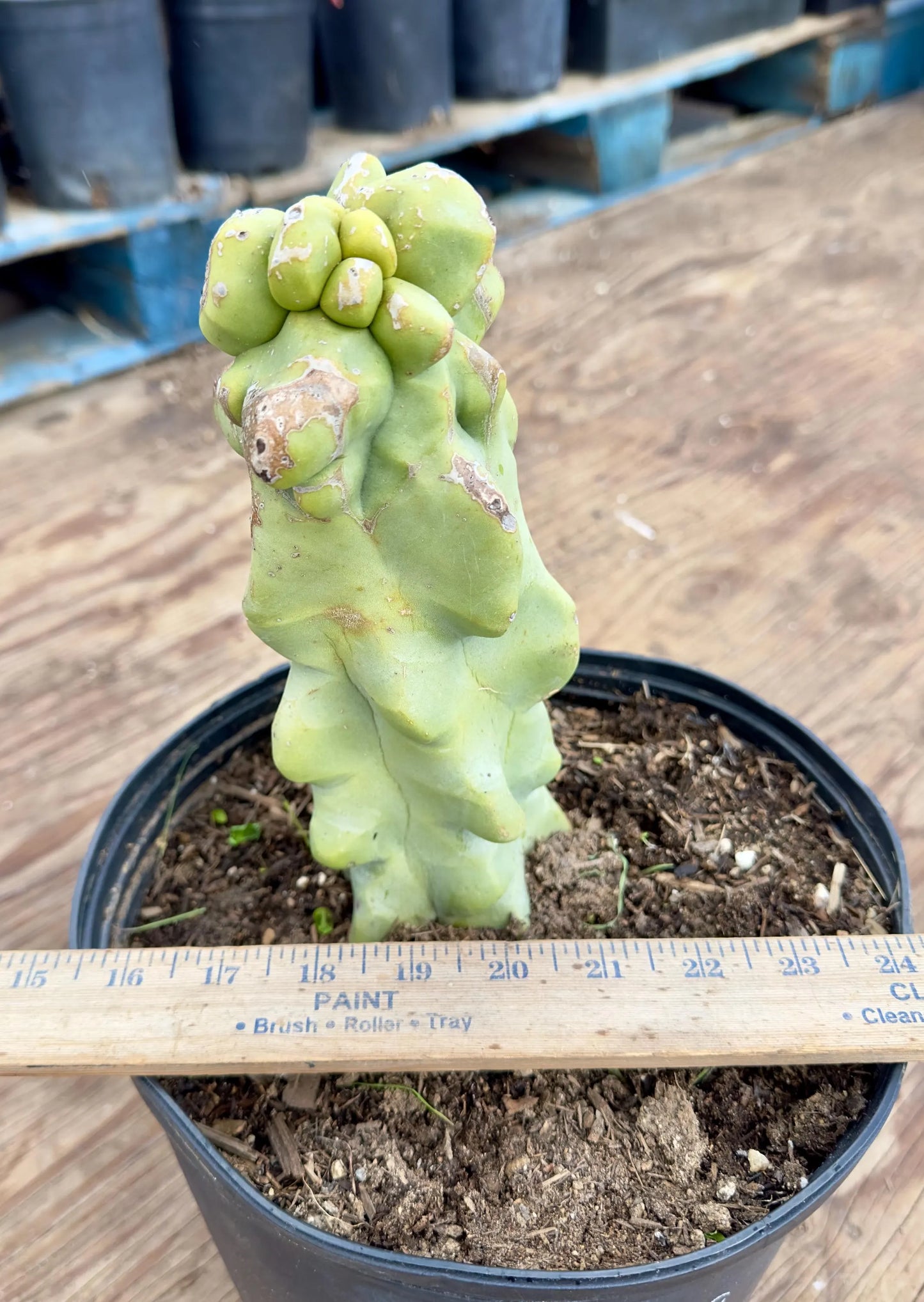 Totem Pole Cactus EL9 - Pachycereus schottii f. monstrosus