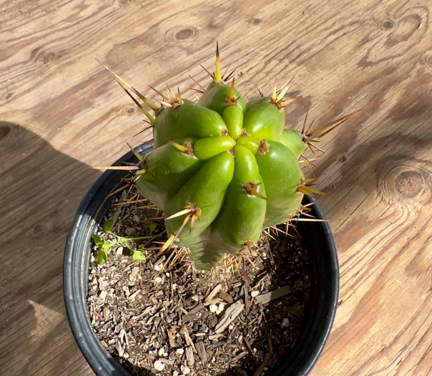 Cactus EL15