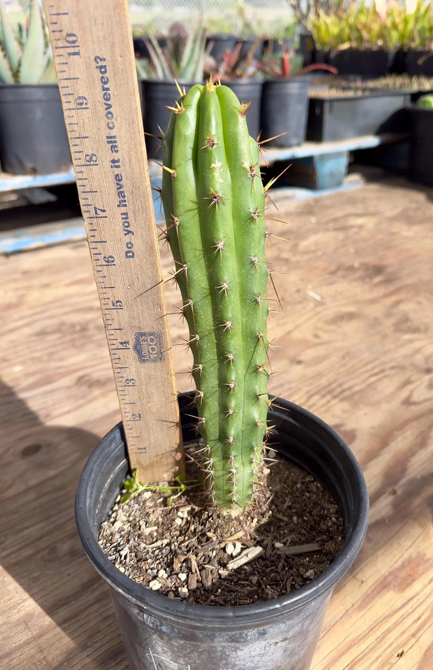 Cactus EL15