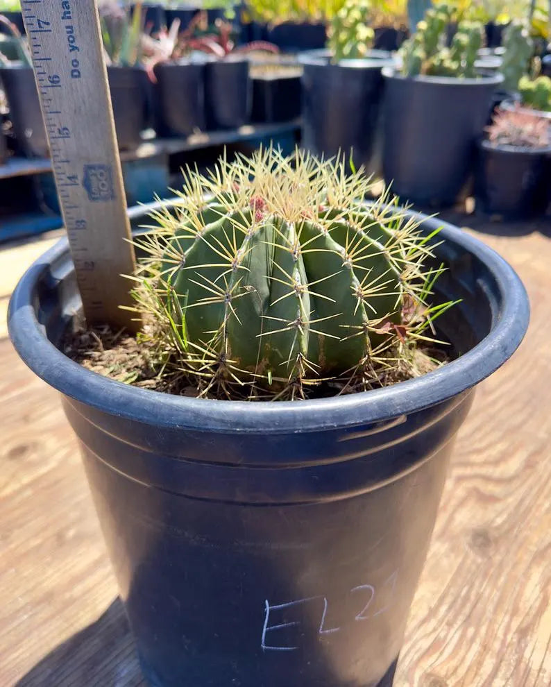 Ferocactus glaucescens - EL21