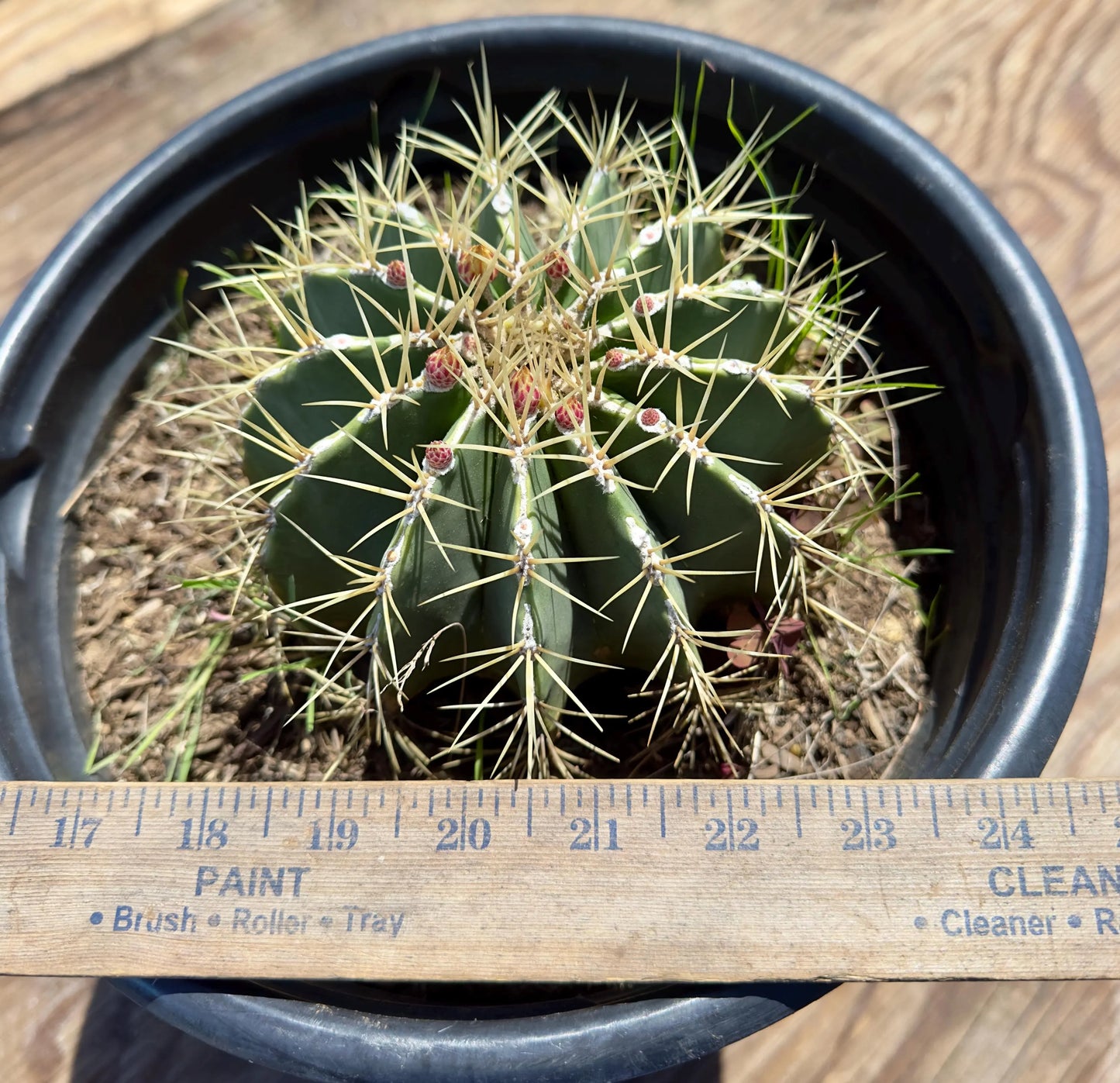 Ferocactus glaucescens - EL21