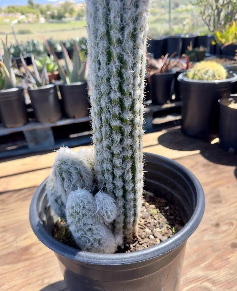 Oreocereus doelzianus EP62