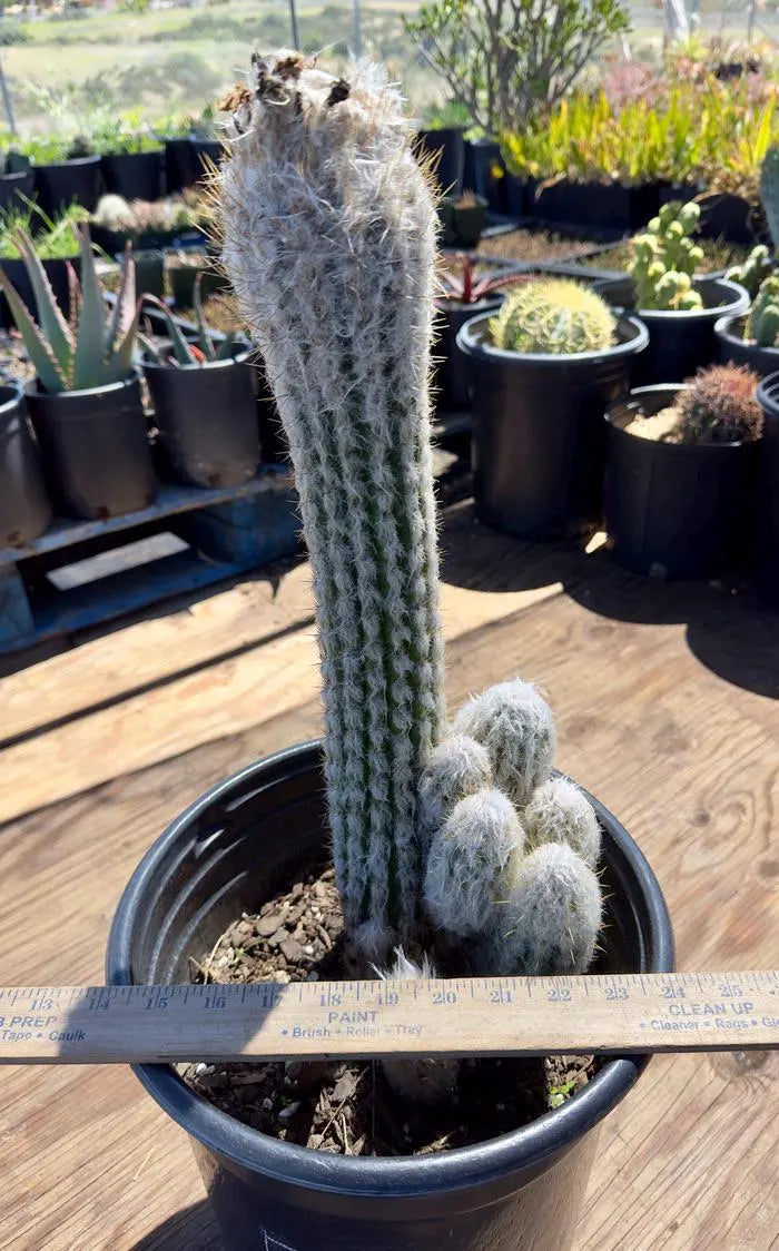 Oreocereus doelzianus EP62