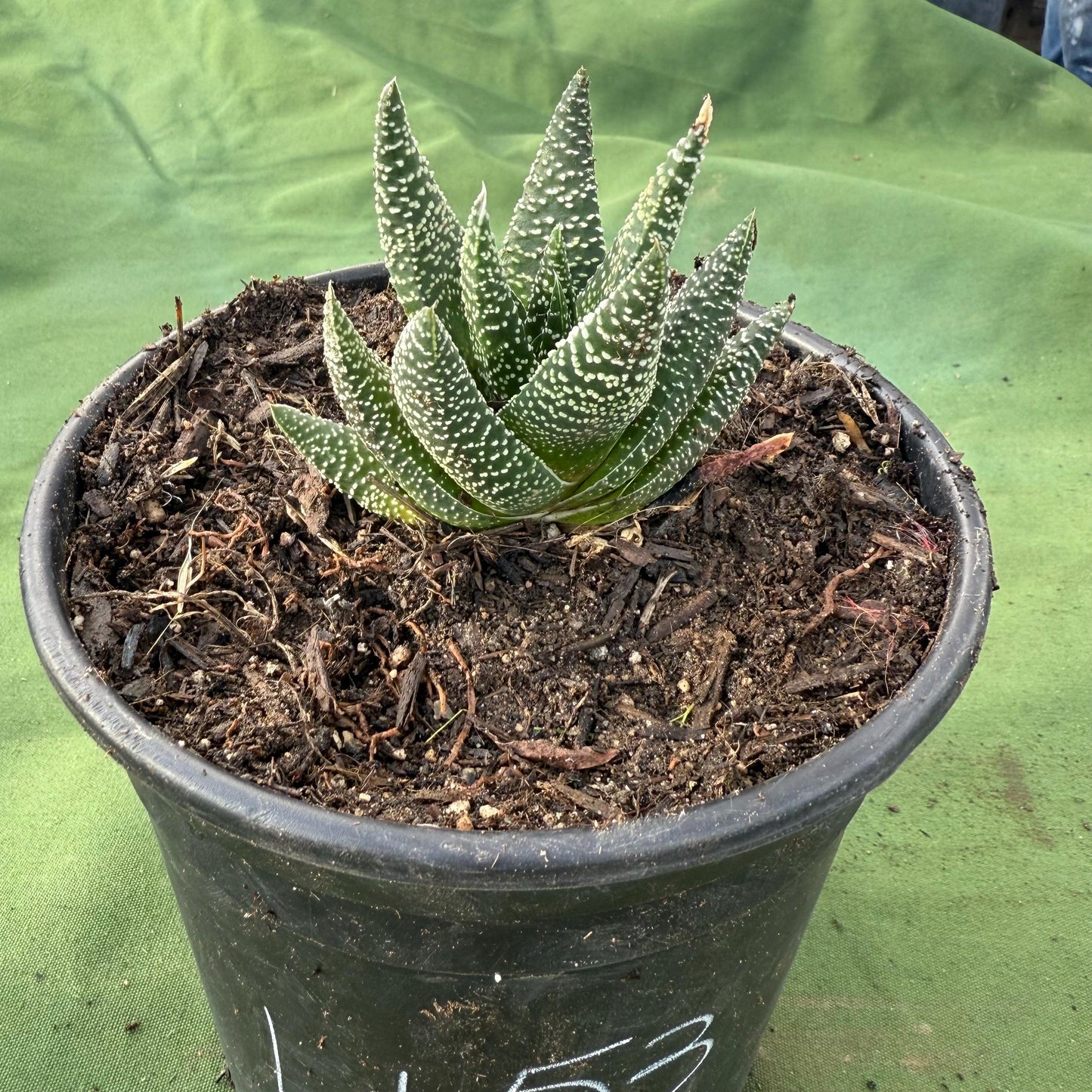 Zebra Plant (LL53) | Haworthiopsis fasciata