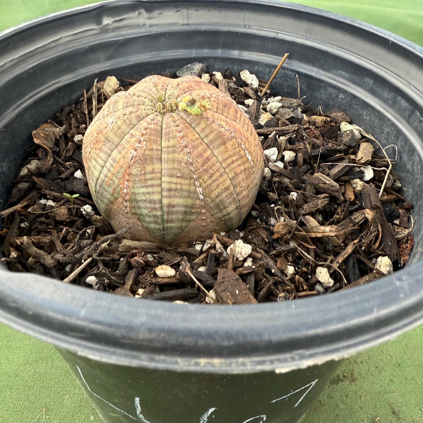 Baseball Euphorbia (LL67) | Euphorbia obesa