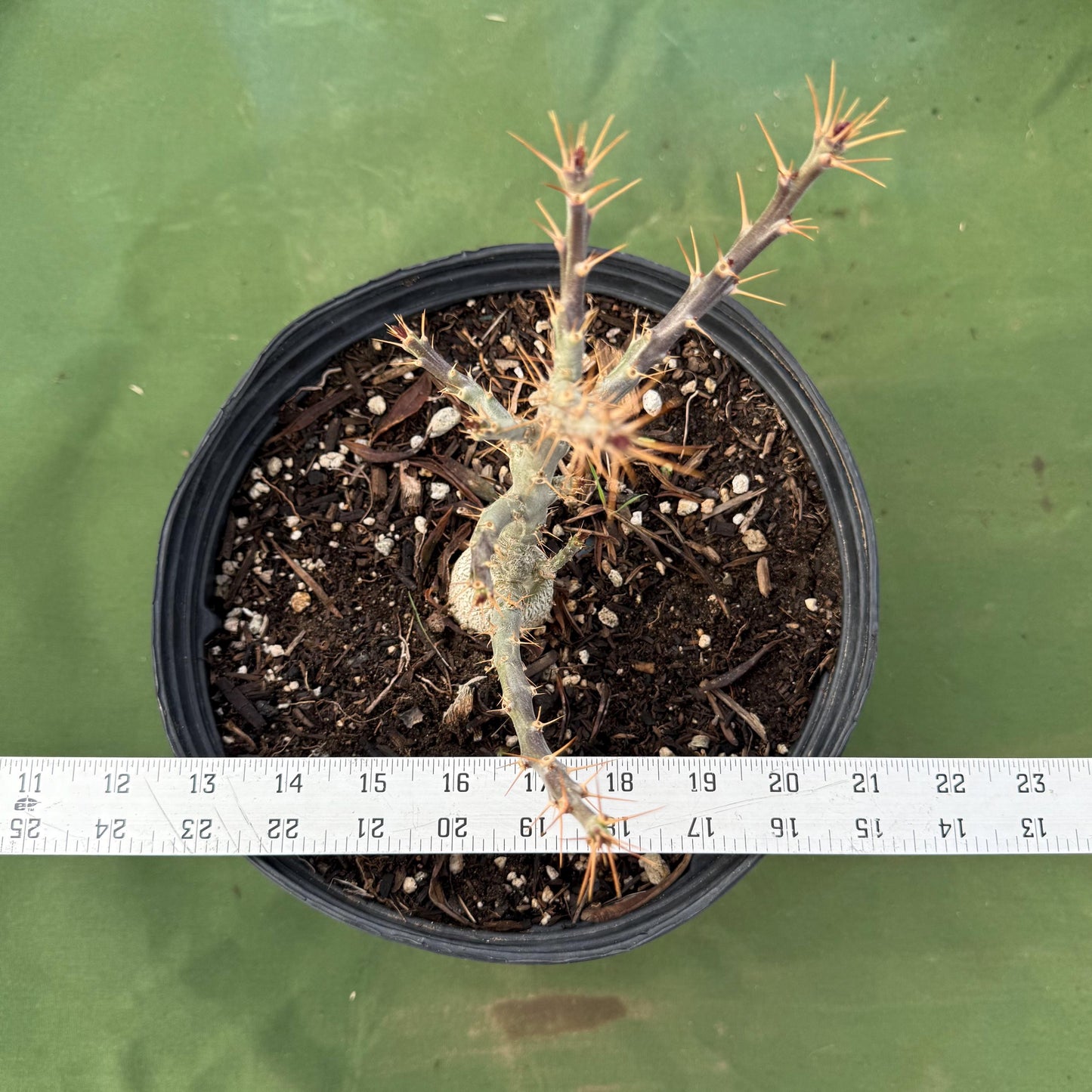 Pachypodium bispinosum (LL57)