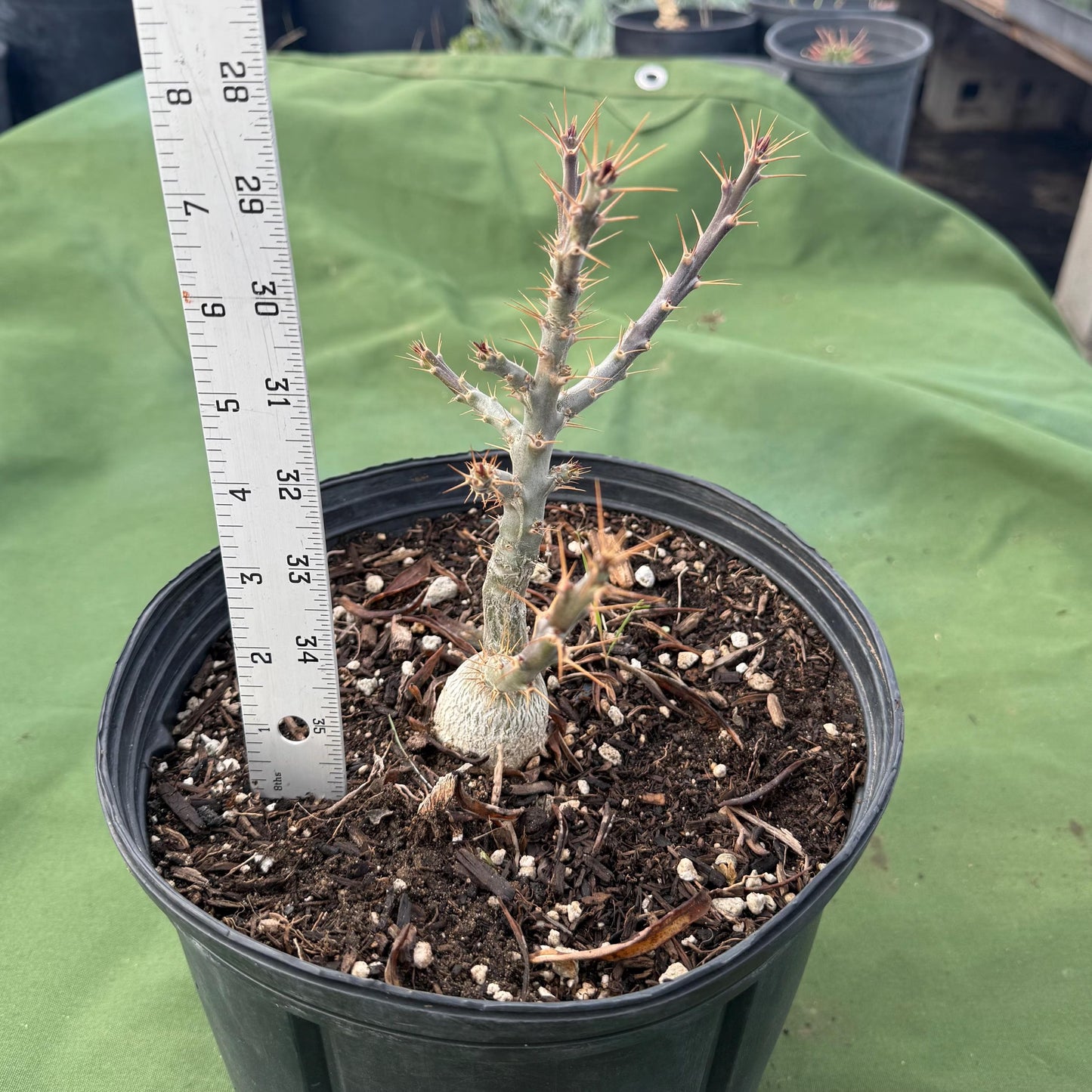 Pachypodium bispinosum (LL57)