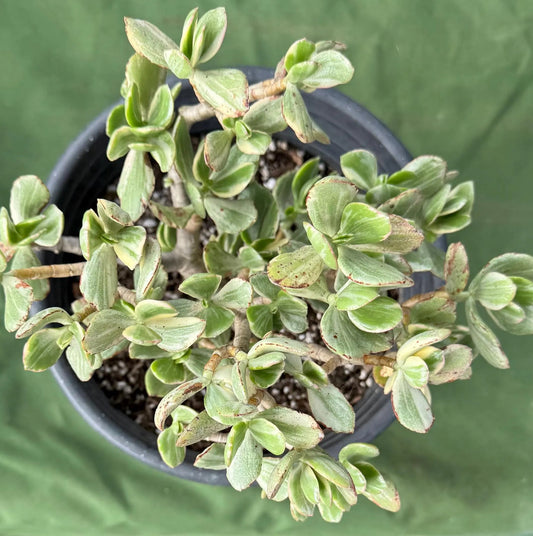 Crassula ovata 'Variegata' 4in