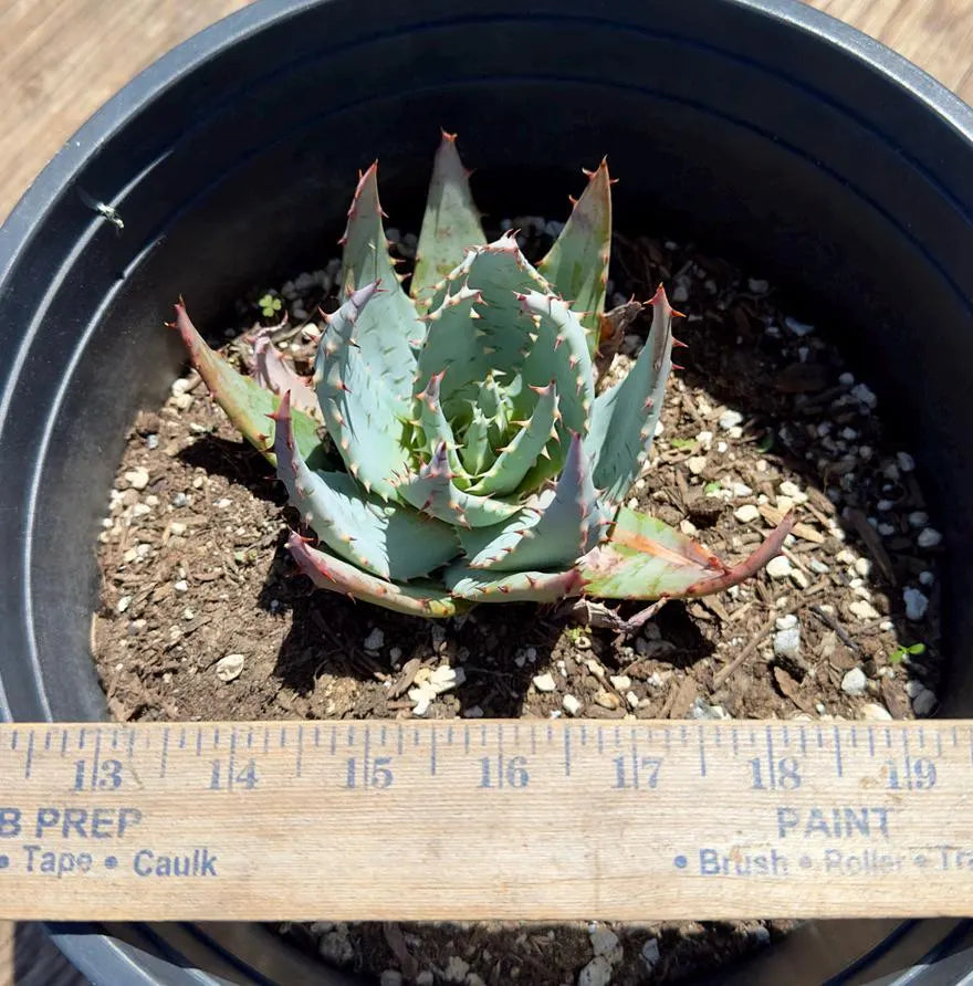 Aloe Peglerae EL31 - Fez Aloe