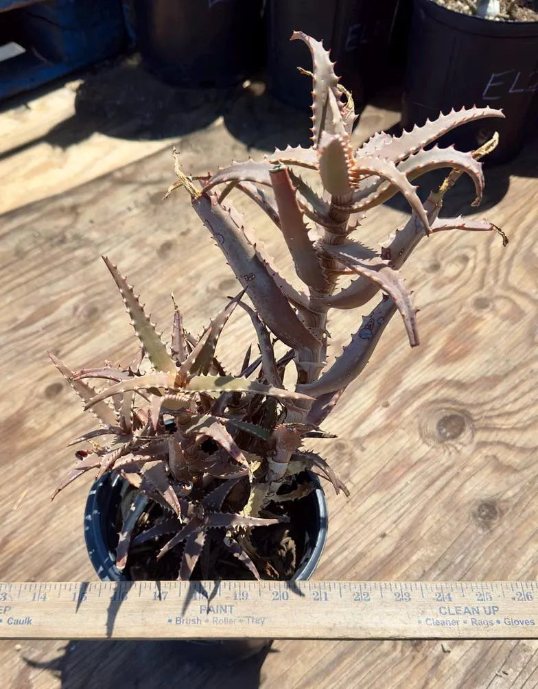 Aloe EL30