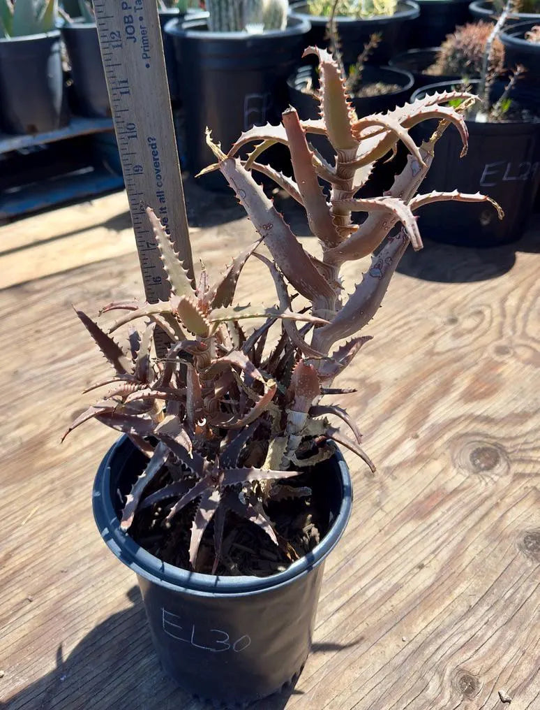 Aloe EL30