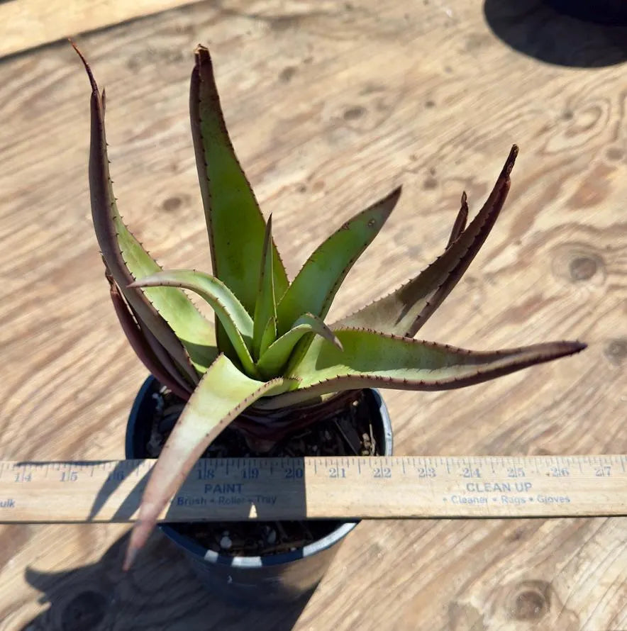Aloe Wickensii EL32