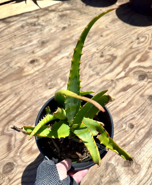 Aloe Camperi EL33 - Abyssinian Aloe