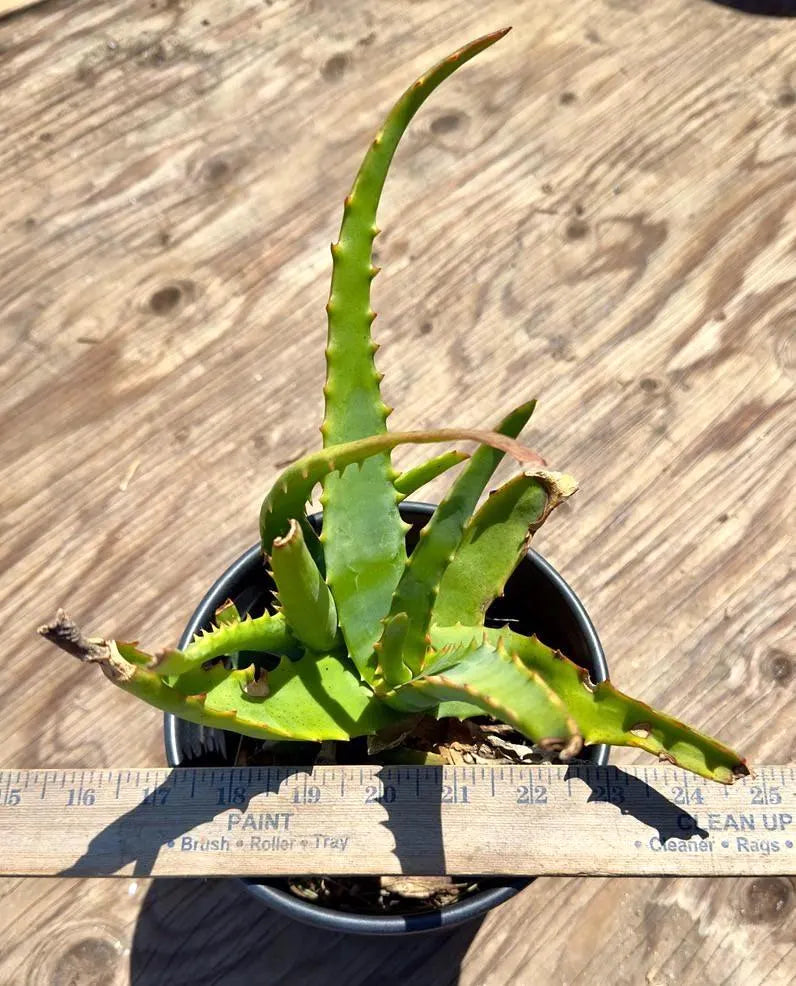 Aloe Camperi EL33 - Abyssinian Aloe