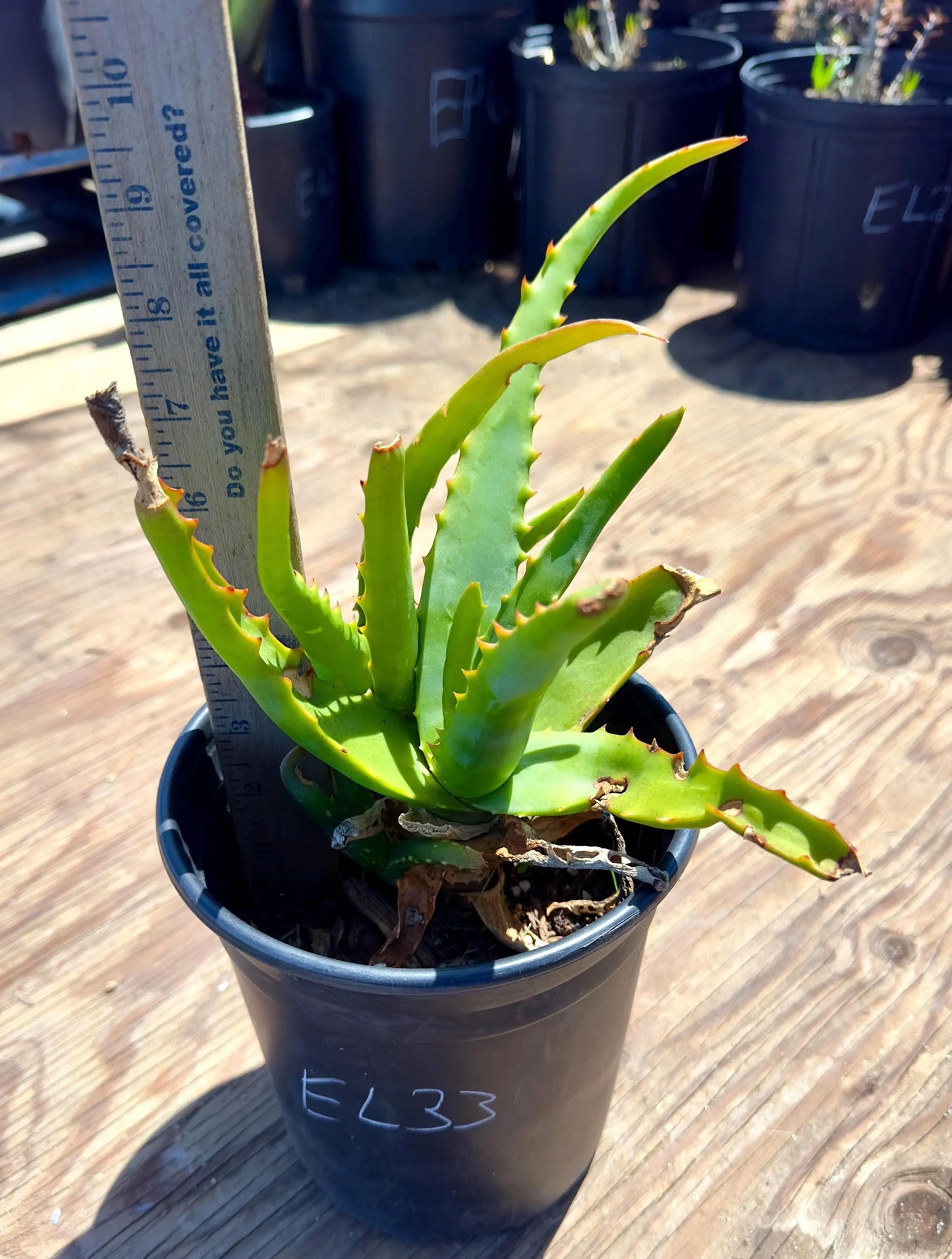Aloe Camperi EL33 - Abyssinian Aloe
