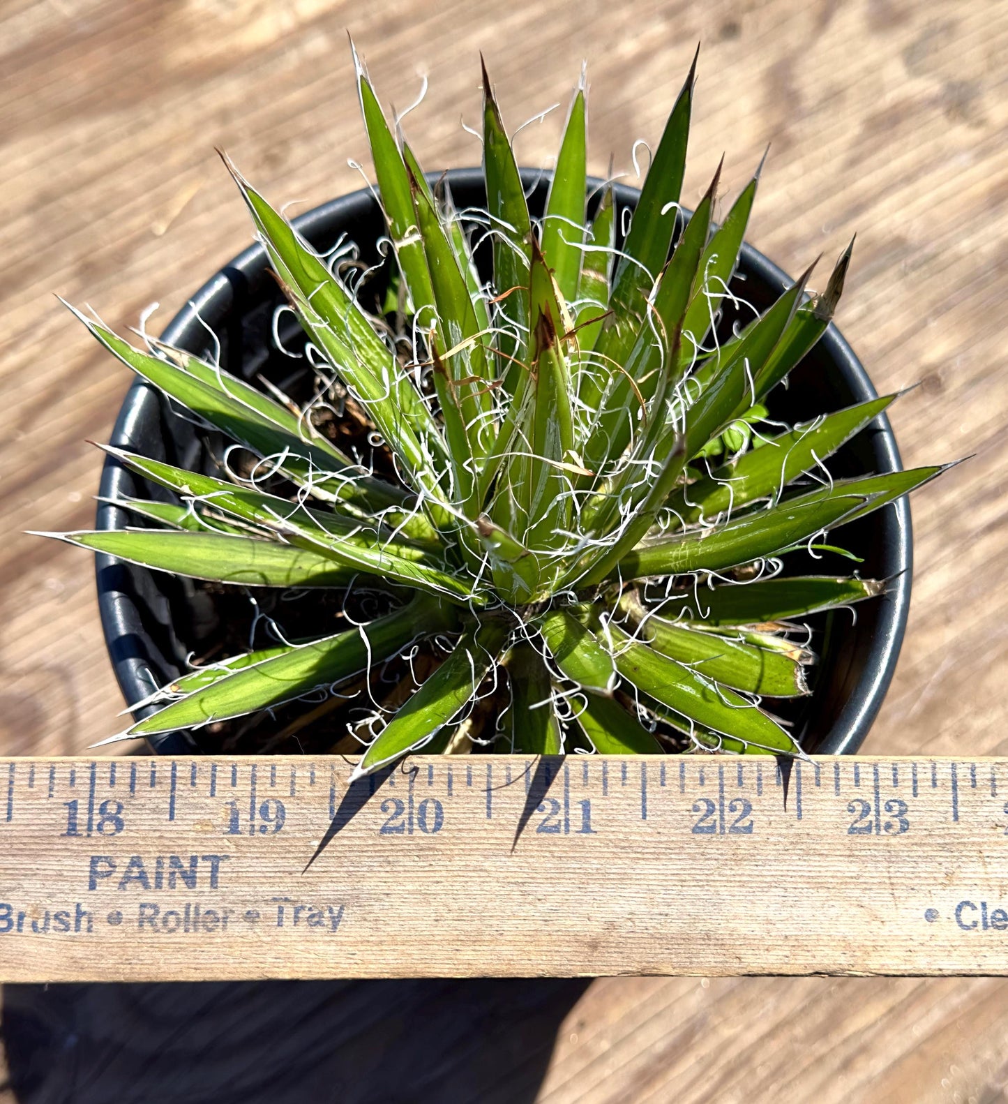 Agave schidigera EL34