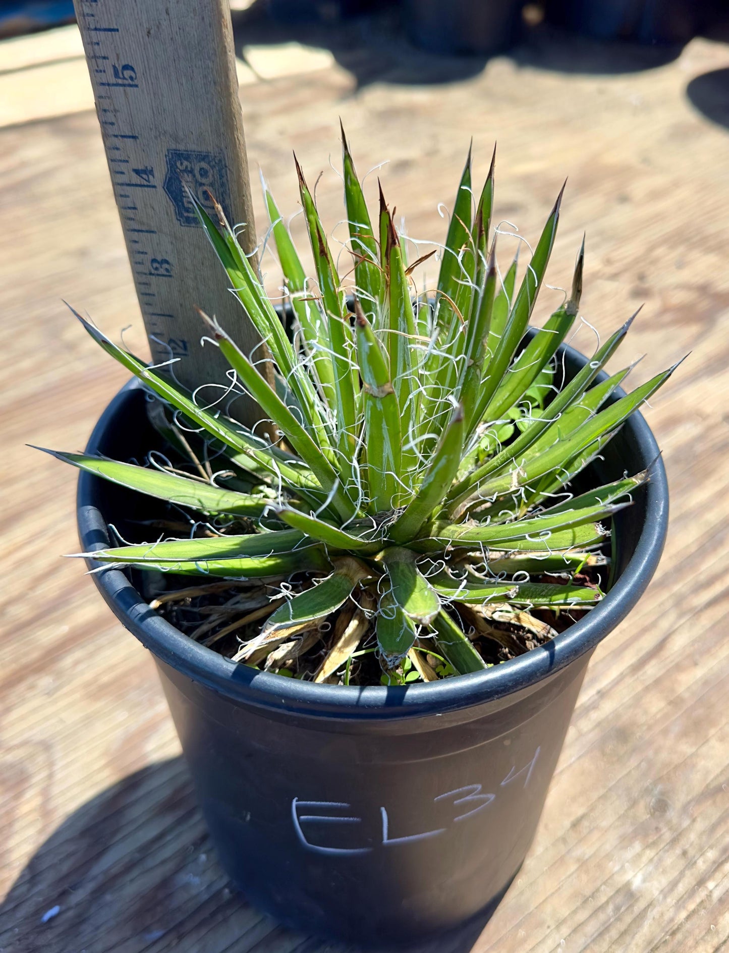 Agave schidigera EL34