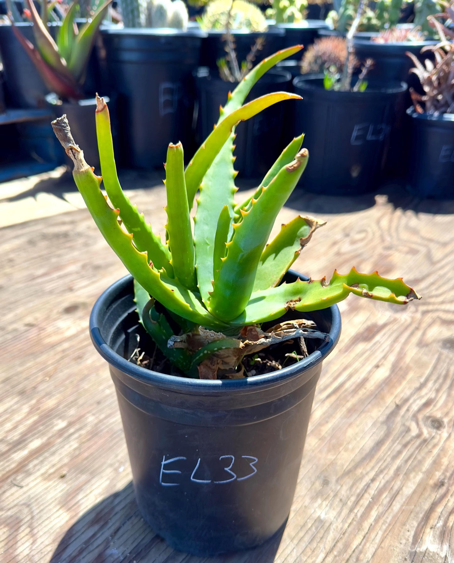 Aloe Camperi EL33 - Abyssinian Aloe