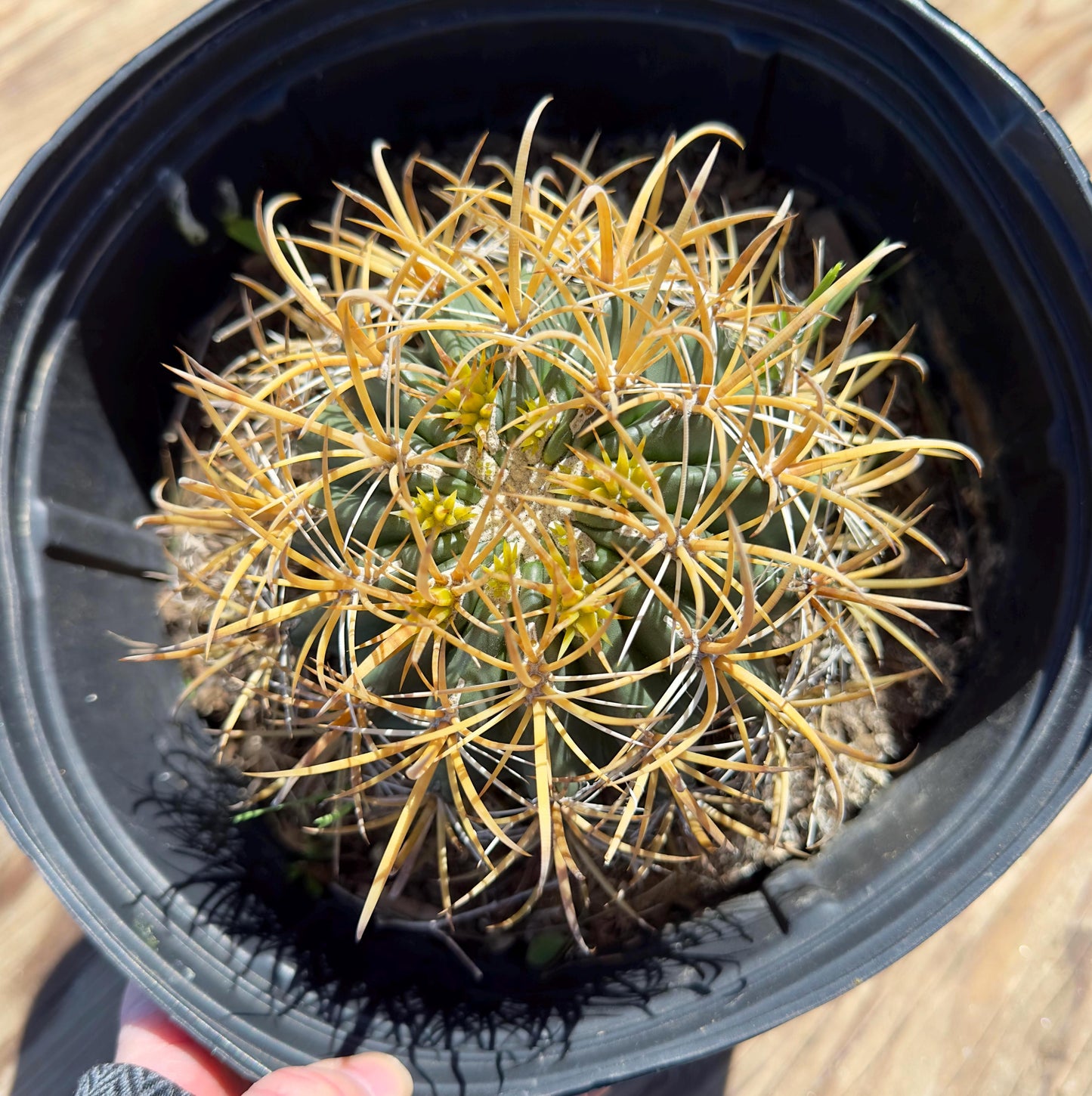 Ferocactus chrysacanthus EL41