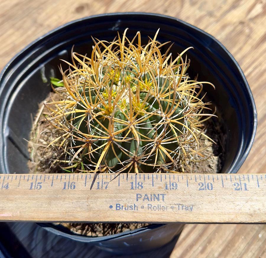 Ferocactus chrysacanthus EL41