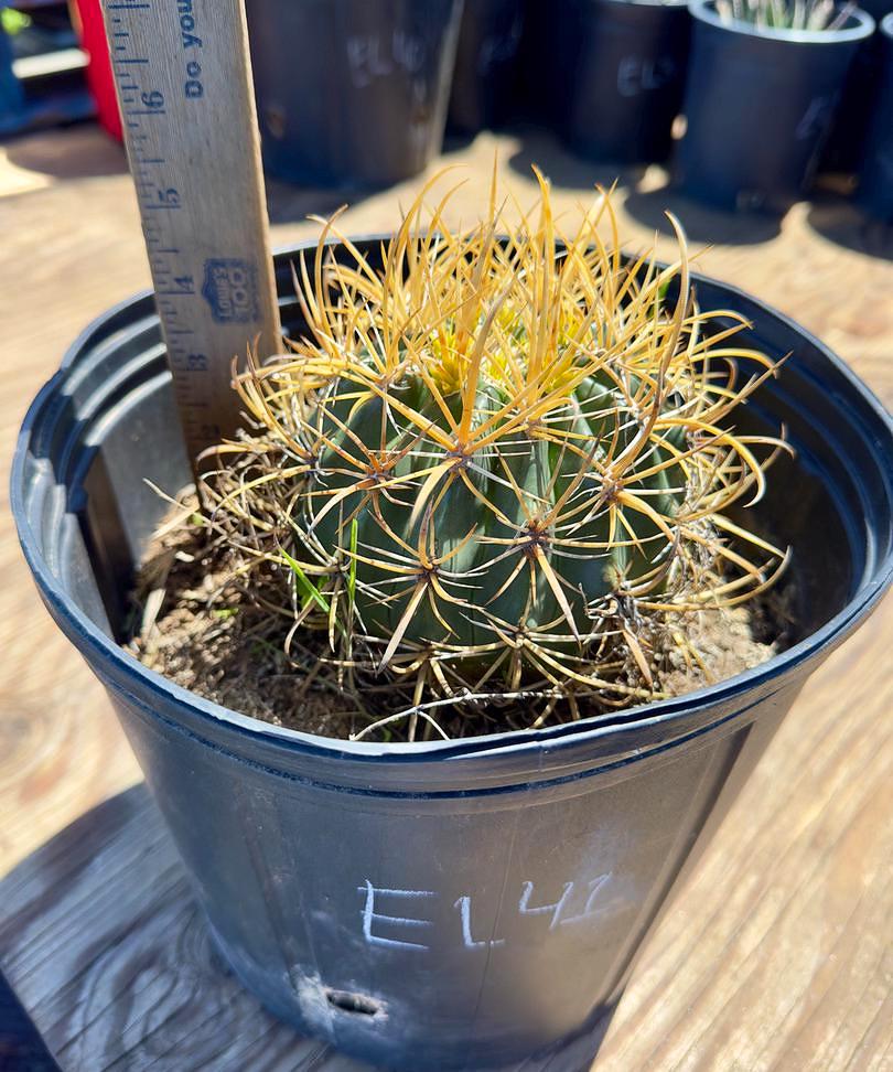 Ferocactus chrysacanthus EL41