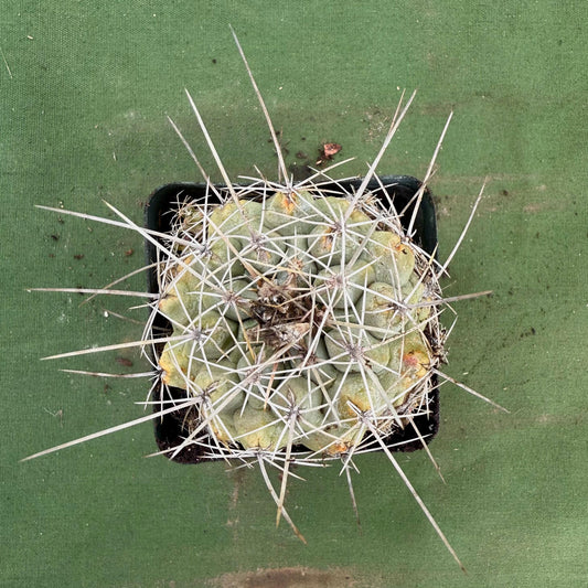 Thelocactus hexaedrophorus (LL73)