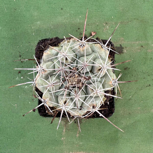 Thelocactus hexaedrophorus (LL75)