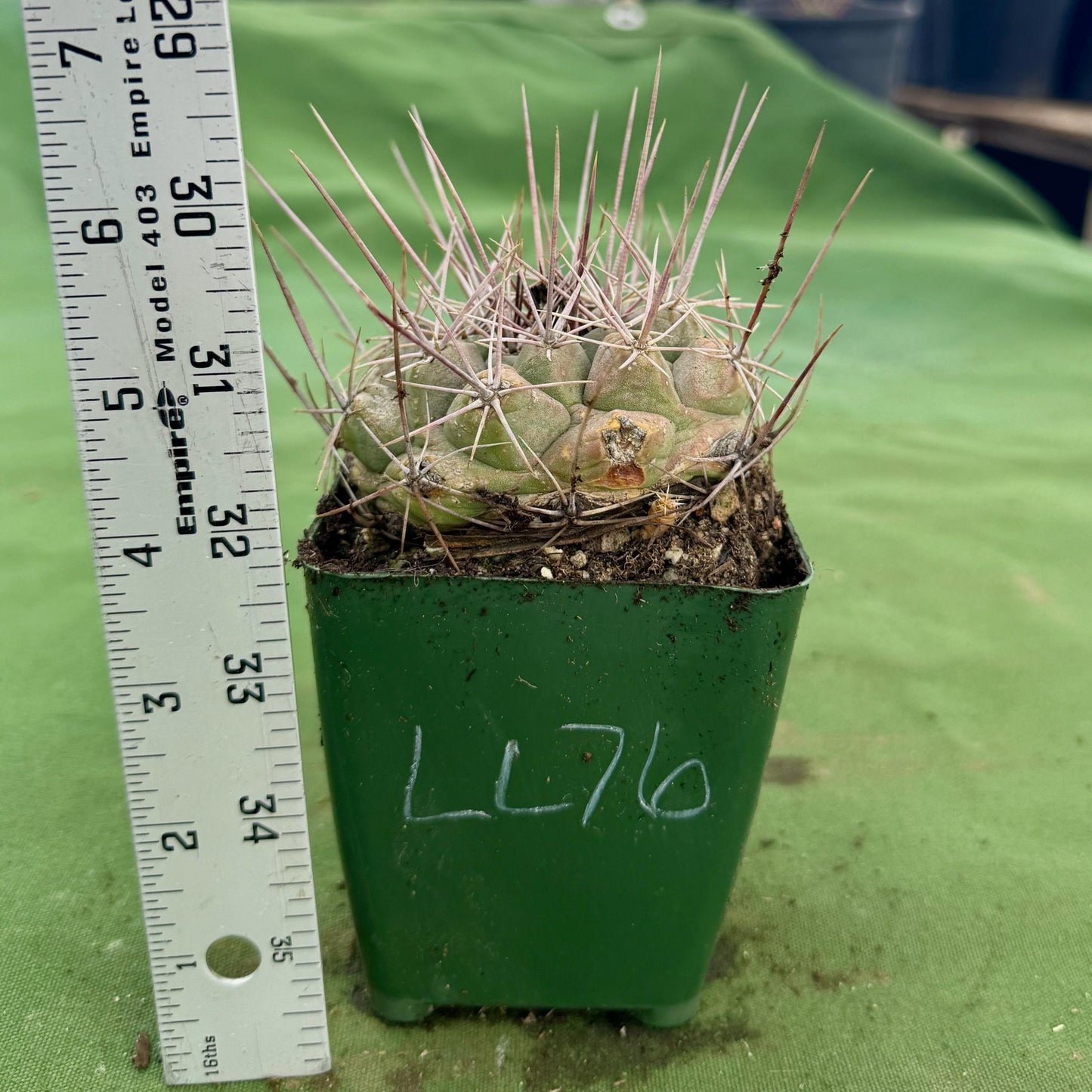 Thelocactus hexaedrophorus (LL76)
