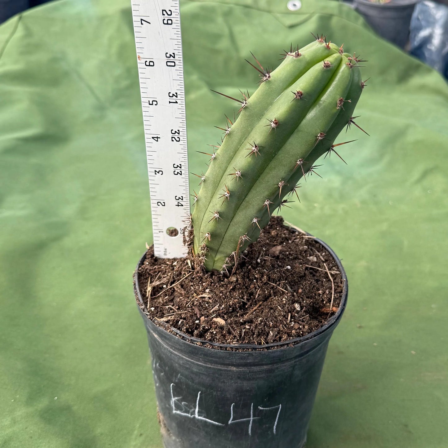 Cactus (LL47)