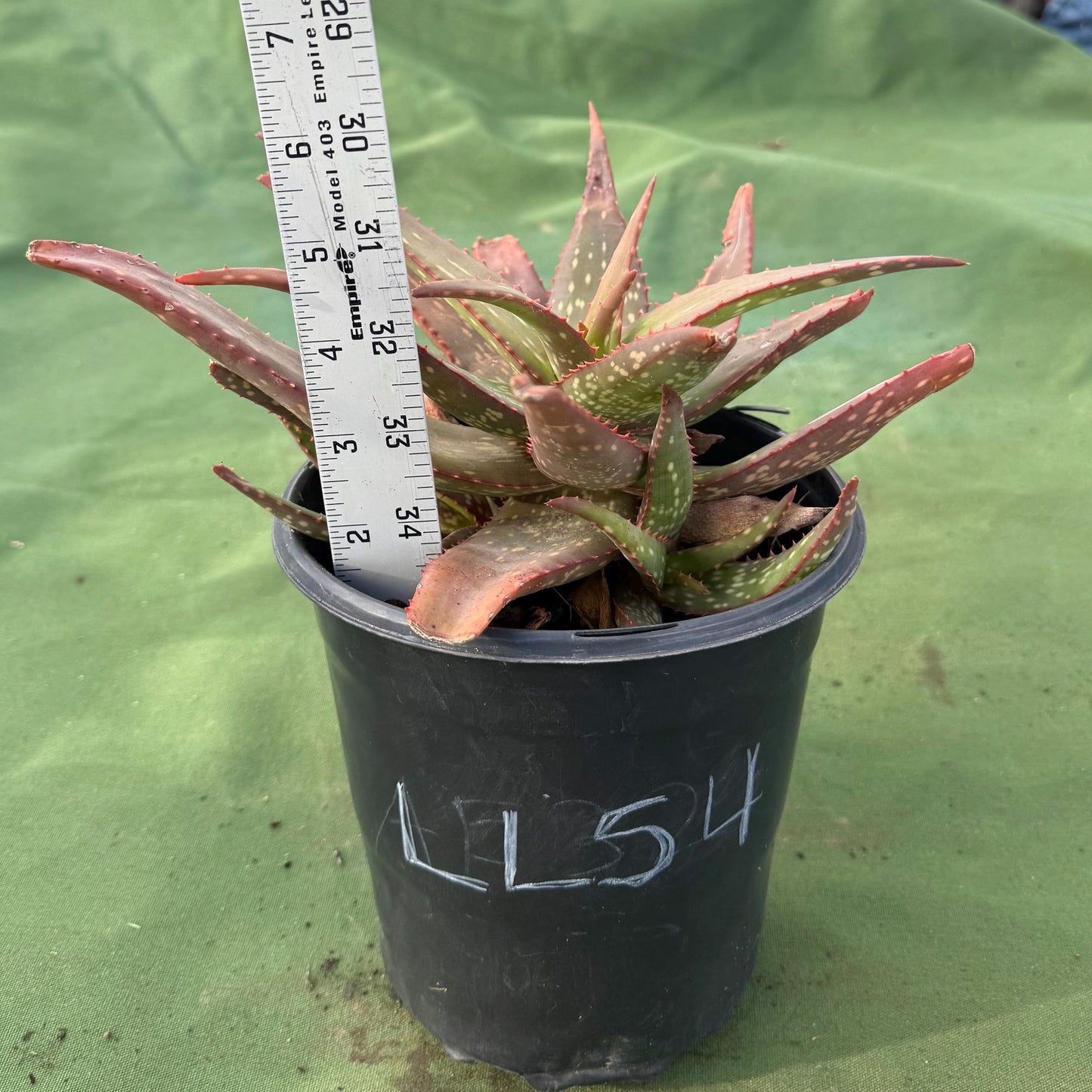 Aloe Rooikappie (LL54) | Little Red Riding Hood
