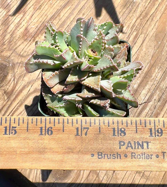 Faucaria tigrina EL46 - Tiger Jaws