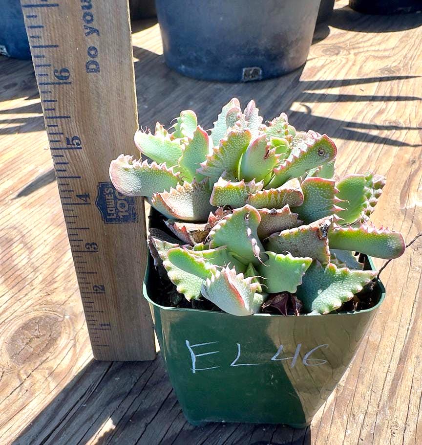 Faucaria tigrina EL46 - Tiger Jaws