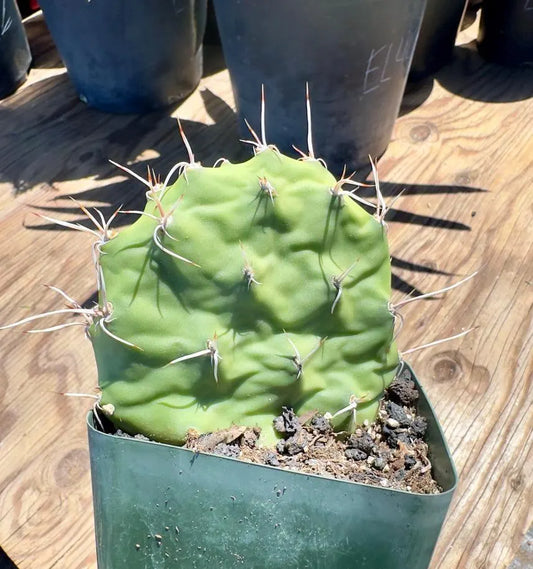 Opuntia sulphurea' EL53 - Sulphur Prickly Pear