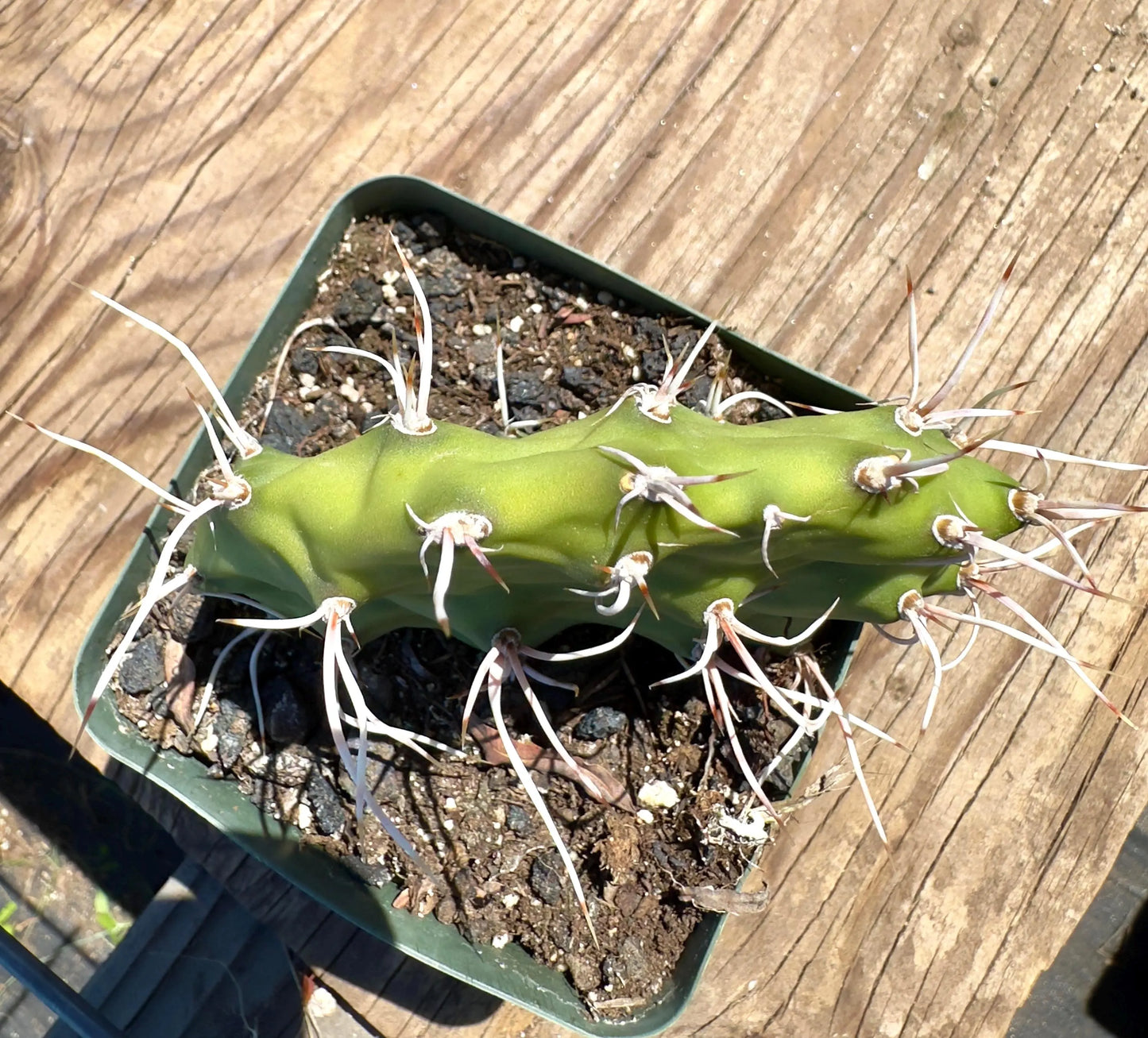 Opuntia sulphurea' EL53 - Sulphur Prickly Pear
