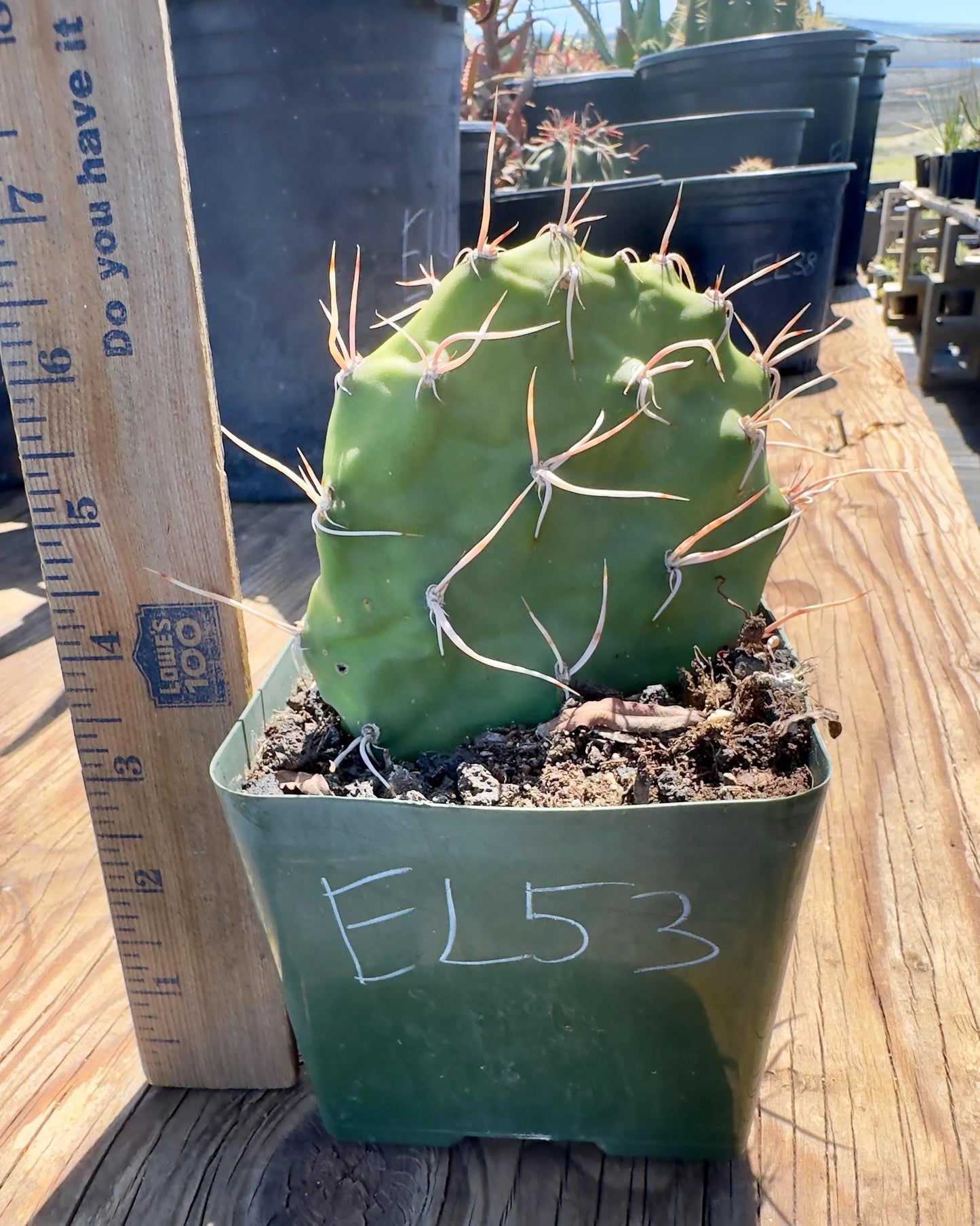Opuntia sulphurea' EL53 - Sulphur Prickly Pear