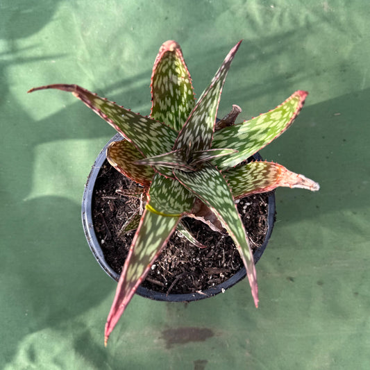 Aloe 'Chico Banana' (LL50)