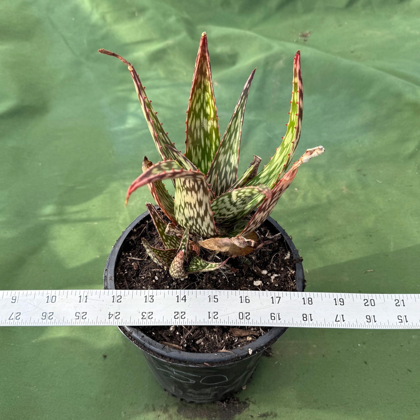 Aloe 'Chico Banana' (LL50)